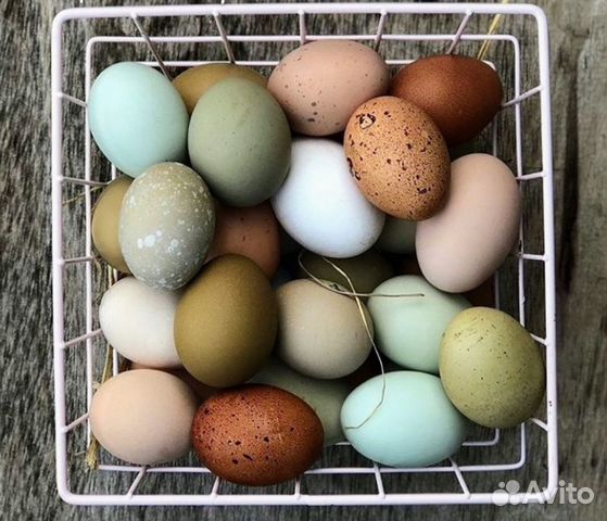 Яйцо инкубацонное купить на Зозу.ру - фотография № 1