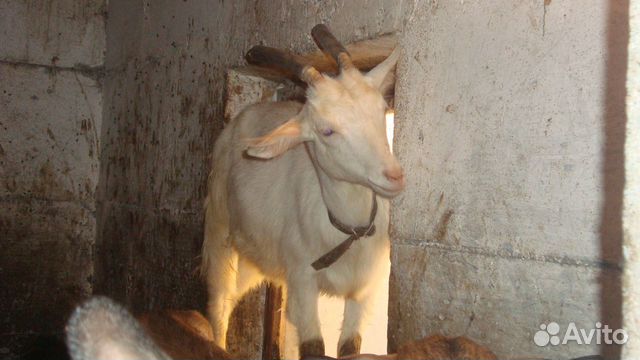Белые козочка и козлик от высокоудойных коз купить на Зозу.ру - фотография № 4