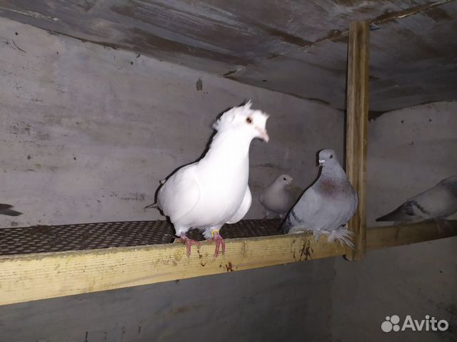 Продам узбекских и бакинских голубей купить на Зозу.ру - фотография № 4