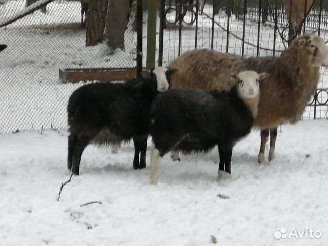 Ярки. Овцы. Барашки купить на Зозу.ру - фотография № 2
