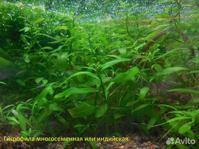 Аквариумные растения купить на Зозу.ру - фотография № 6