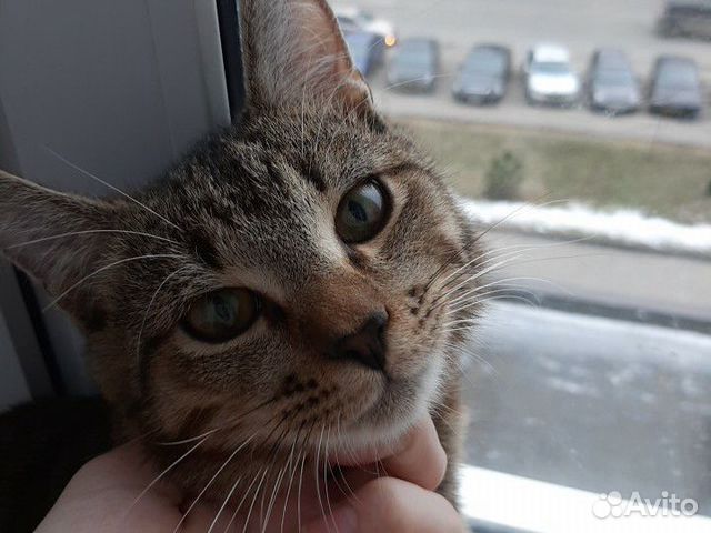 Отдам котёнка в добрые руки купить на Зозу.ру - фотография № 1
