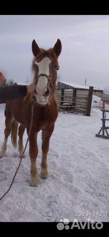 Лошади полуторники купить на Зозу.ру - фотография № 2