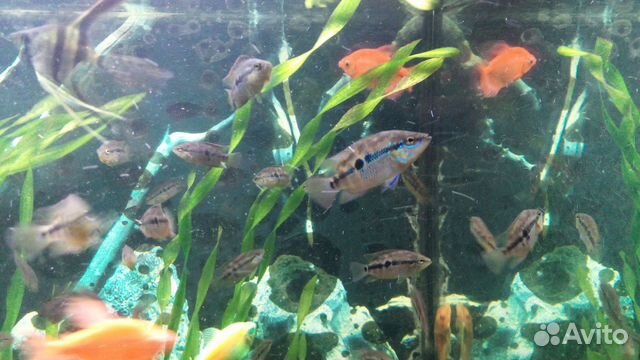 Цихлазома Сальвини