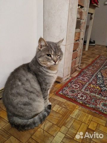 Добрый котик ищет хозяев купить на Зозу.ру - фотография № 5
