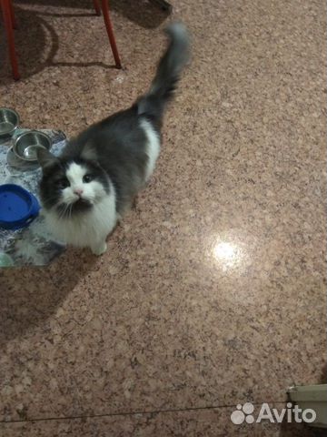 Кошка