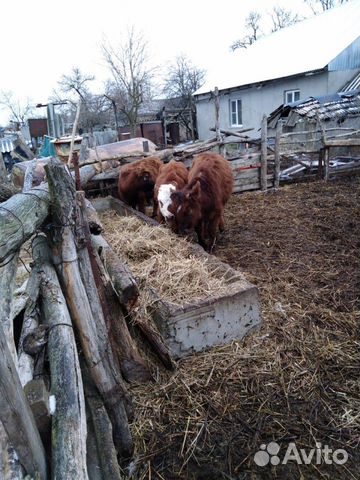 Тёлки и бычек купить на Зозу.ру - фотография № 4