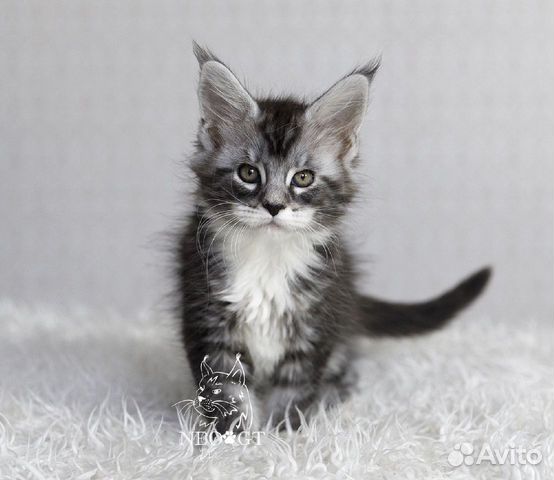 Котёнок мейн-кун купить на Зозу.ру - фотография № 1