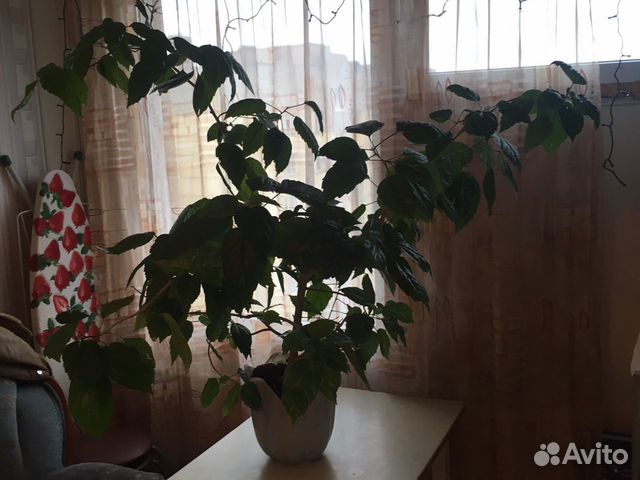 Гибискус