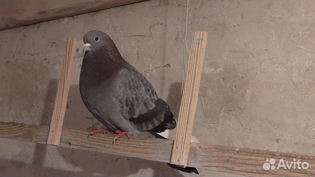Курские голуби купить на Зозу.ру - фотография № 3