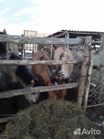 Лошади, жеребята купить на Зозу.ру - фотография № 7