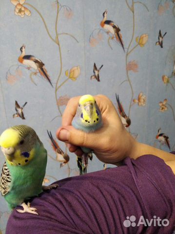 Волнистые попугаи купить на Зозу.ру - фотография № 10