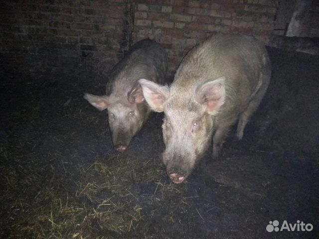 Продам свиней полукровок купить на Зозу.ру - фотография № 4