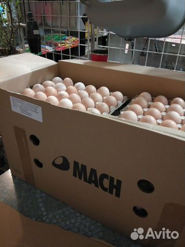 Инкубационное яйцо бройлер cobb 500 чехия купить на Зозу.ру - фотография № 2