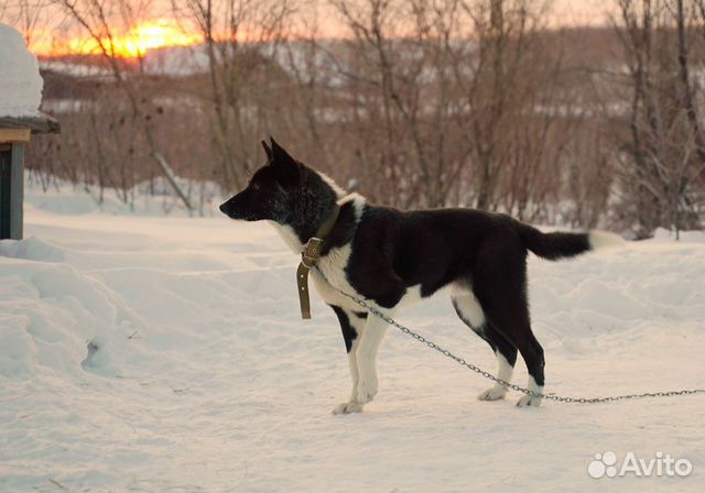 Собака купить на Зозу.ру - фотография № 9