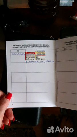 Девочка метиска кокер спаниеля купить на Зозу.ру - фотография № 4