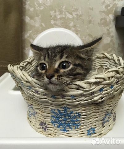 Котята купить на Зозу.ру - фотография № 7