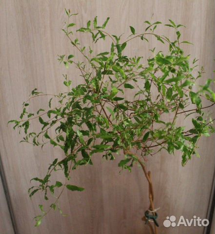 Комнатный гранат Комнатный гранат