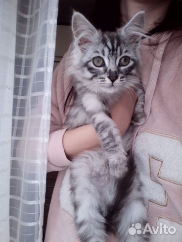 Кошка Мэйн Кун купить на Зозу.ру - фотография № 1