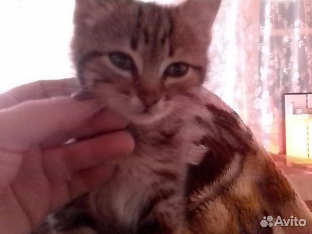 Котёнок в добрые руки купить на Зозу.ру