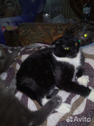Кошечка