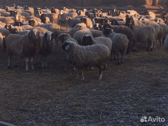 Овцы - ярки купить на Зозу.ру - фотография № 3