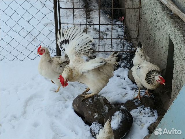 Яйца инкубационные купить на Зозу.ру - фотография № 5