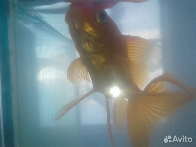 Золотая рыбка купить на Зозу.ру - фотография № 3