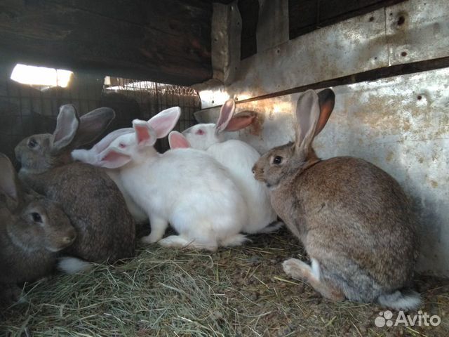 Кролики разных пород и возрастов купить на Зозу.ру - фотография № 3
