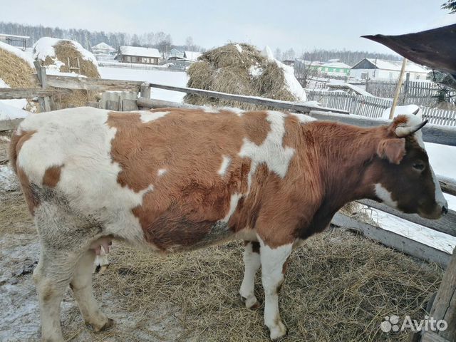 Корова купить на Зозу.ру - фотография № 3