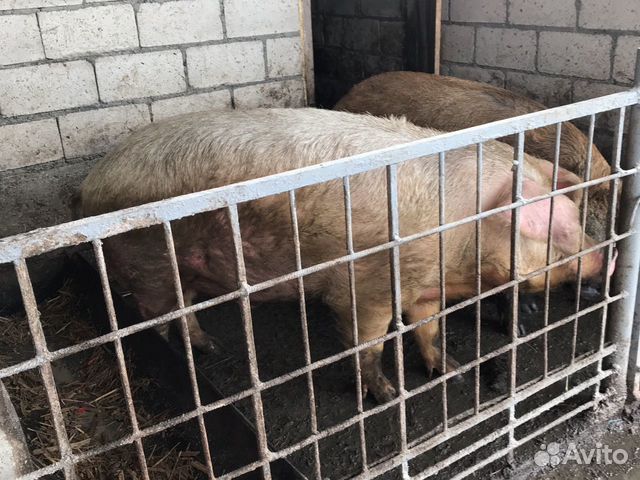 Продаю свиниь кострирыванные порода ландрас купить на Зозу.ру - фотография № 1