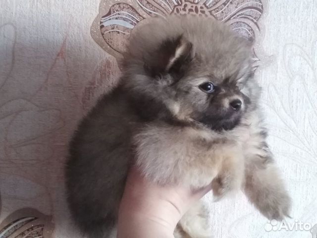 Шпиц Шпиц