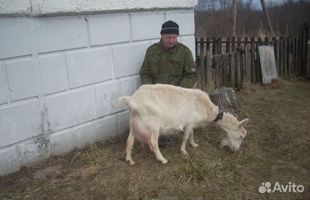 Коза и козочки купить на Зозу.ру - фотография № 2