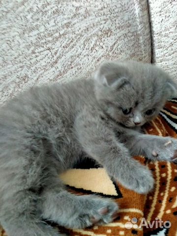 Плюшевый котенок купить на Зозу.ру - фотография № 1