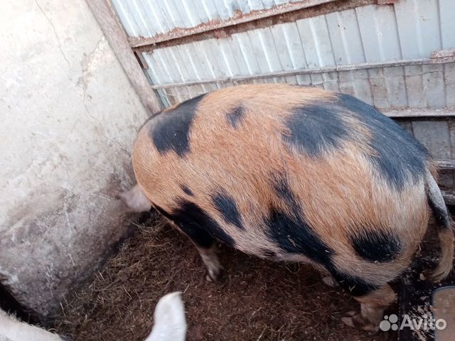 Свинья купить на Зозу.ру - фотография № 2