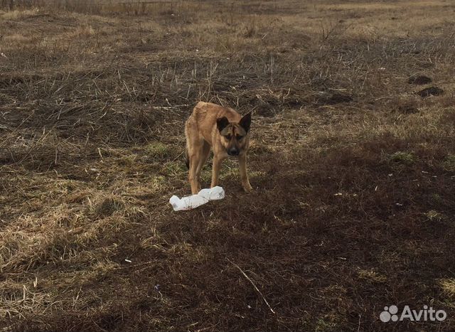 Найдена собака на трассе М4 Москва-Дон, АЗС Лукойл купить на Зозу.ру - фотография № 1
