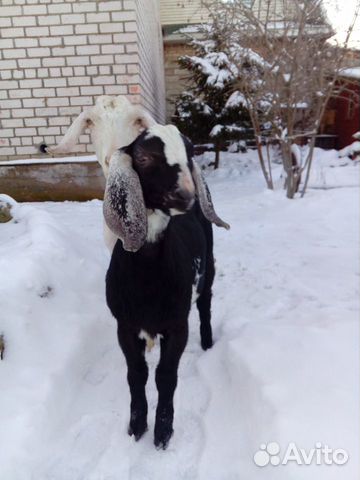Коза с козлятами купить на Зозу.ру - фотография № 2