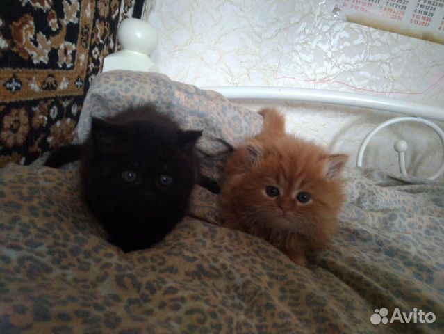 Перс британ кот и кошка маленькие купить на Зозу.ру - фотография № 1