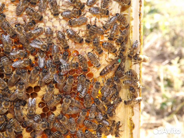 Пчеломатки 2020 от производителя купить на Зозу.ру - фотография № 2