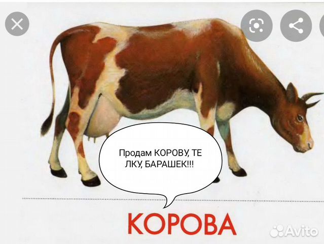 Продам корову, телку, барашек купить на Зозу.ру - фотография № 1