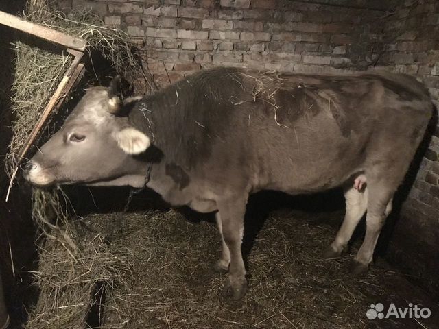 Швицкая корова купить на Зозу.ру - фотография № 1