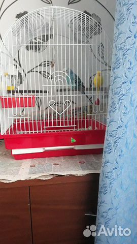 Клетка с попугаем купить на Зозу.ру - фотография № 1
