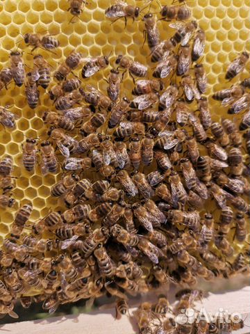Качественные пчелопакеты купить на Зозу.ру - фотография № 1