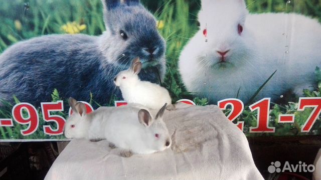Кролики разных мясных пород купить на Зозу.ру - фотография № 4