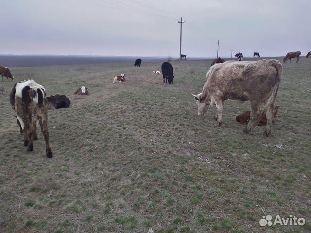Продаются коровы, телята, звонить по номеру 8-928 купить на Зозу.ру - фотография № 5