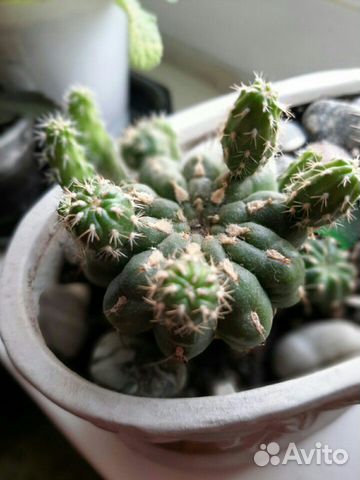 Кактус Matucana polzii
