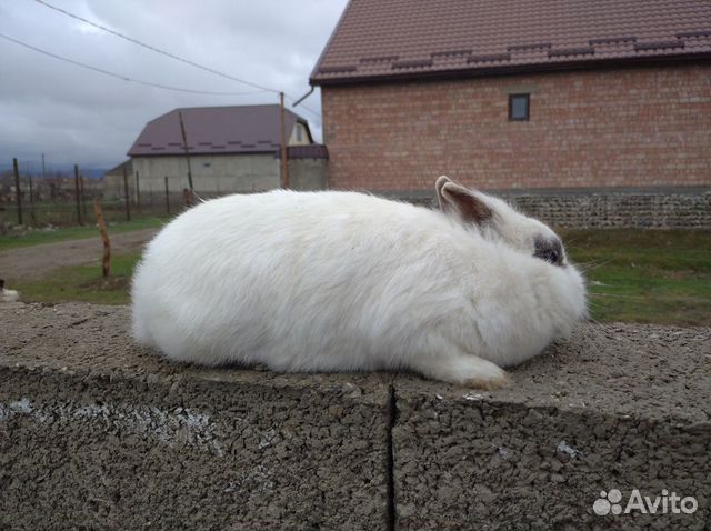 Карликовый кролик купить на Зозу.ру - фотография № 5
