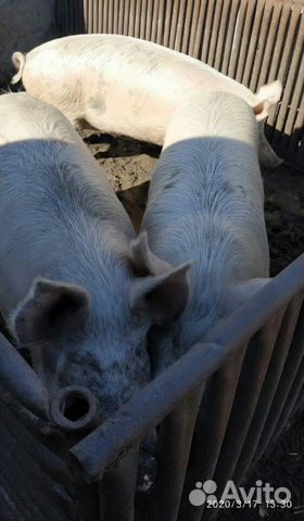 Продам свиней живым весом либо мясом купить на Зозу.ру - фотография № 1