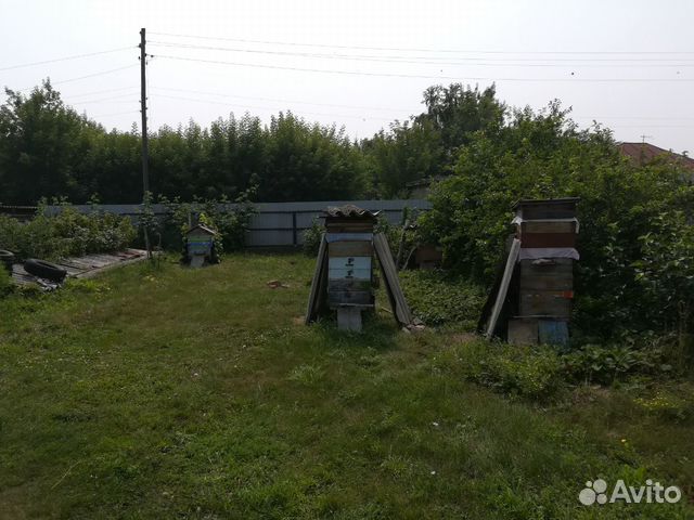 Пчелы породы Карпатка купить на Зозу.ру - фотография № 1