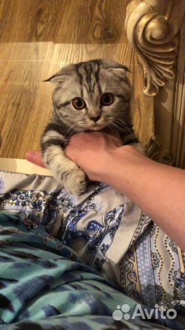Вислаухая кошка купить на Зозу.ру - фотография № 3